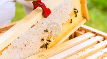 Tutorial: Beekeeping Plans, Supplies & Ideas